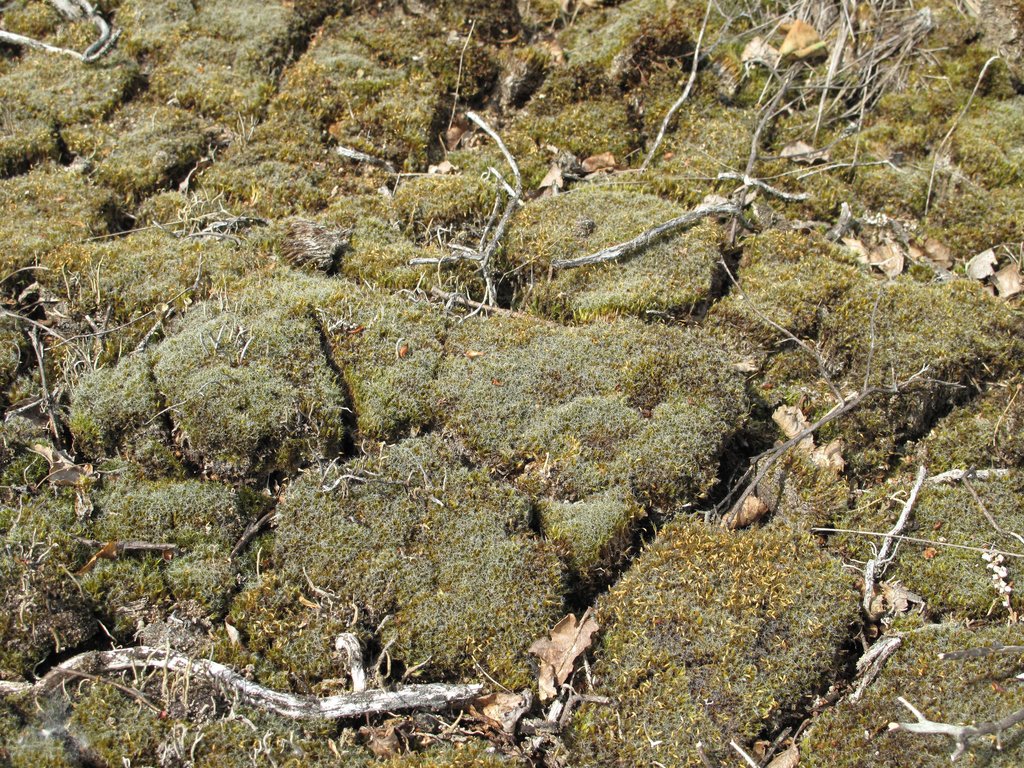 Campylopus introflexus